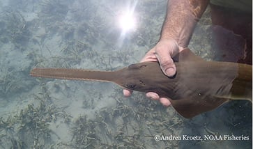 NewlypuppedsawfishW