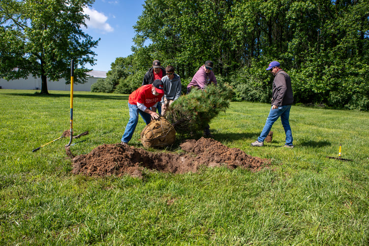 Five members of the Rend Lake College grounds crew work together on a sunny day to maneuver a large, root-balled pine tree into a freshly dug hole on campus. One worker wears a red Rend Lake College t-shirt, and shovels and tools rest in the grass nearby.